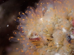 Pycnoclavella aurilucens
