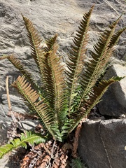 Polystichum lonchitis