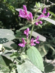 Stachys chamissonis
