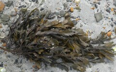 Fucus serratus