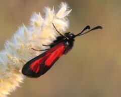 Zygaena erythrus