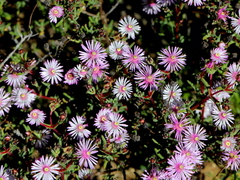 Lampranthus leptaleon