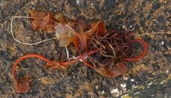 Saccharina latissima