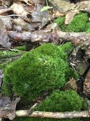 Leucobryum glaucum