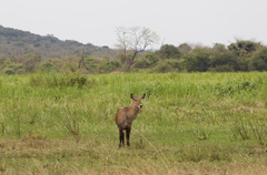 Kobus ellipsiprymnus defassa