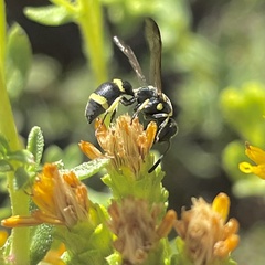 Parancistrocerus declivatus
