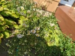 Symphyotrichum lanceolatum