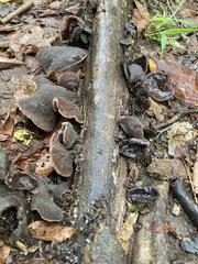 Auricularia