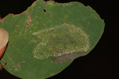 Macrosaccus robiniella