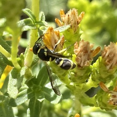 Parancistrocerus declivatus