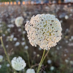 Daucus carota