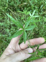 Ipomoea heptaphylla