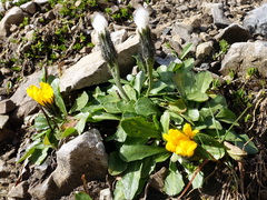 Scorzoneroides montana