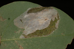 Macrosaccus robiniella