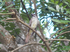 Myiodynastes luteiventris