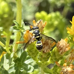 Parancistrocerus declivatus