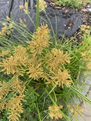 Cyperus
