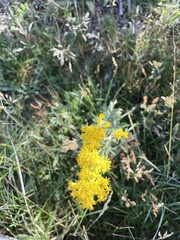 Solidago missouriensis