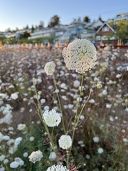 Daucus carota