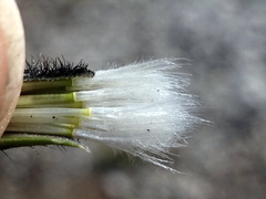 Scorzoneroides montana
