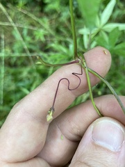 Ipomoea heptaphylla