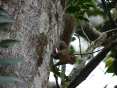 Sciurus aestuans
