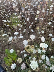 Daucus carota