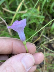 Ipomoea heptaphylla