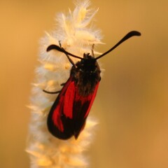 Zygaena erythrus