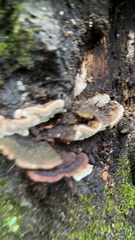 Trametes betulina