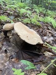 Porphyrellus sordidus