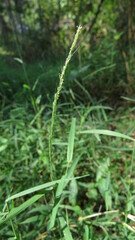 Muhlenbergia schreberi