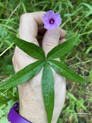 Ipomoea heptaphylla