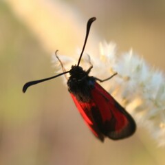 Zygaena erythrus