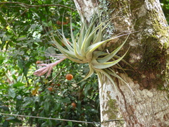 Tillandsia gardneri