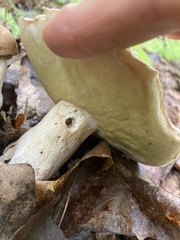 Porphyrellus sordidus