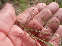 Eragrostis mexicana