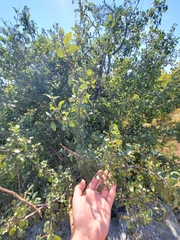 Betula pumila