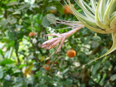 Tillandsia gardneri