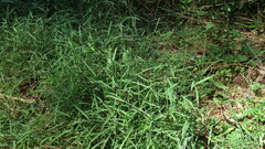 Muhlenbergia schreberi
