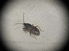 Eremocoris fenestratus