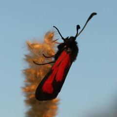 Zygaena erythrus