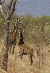 Giraffa camelopardalis tippelskirchi