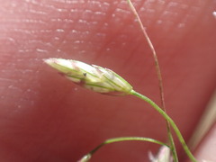 Eragrostis mexicana