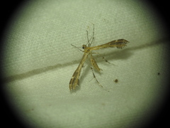 Oxyptilus pilosellae