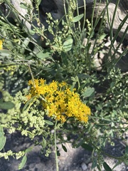 Solidago canadensis