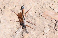 Ammophila