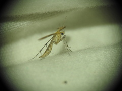 Oxyptilus pilosellae