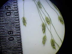 Eragrostis mexicana