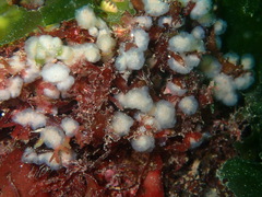 Aplidium pallidum